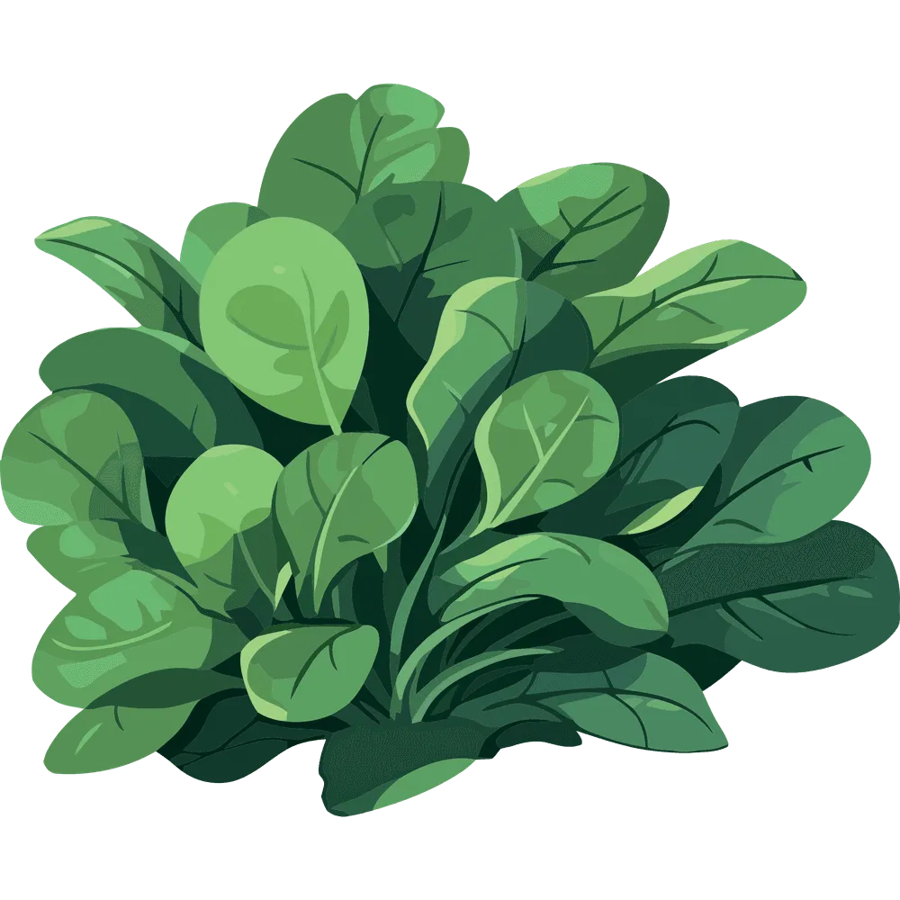 Spinat: Das gesunde Powergemüse für deine kohlenhydratarme Ernährung