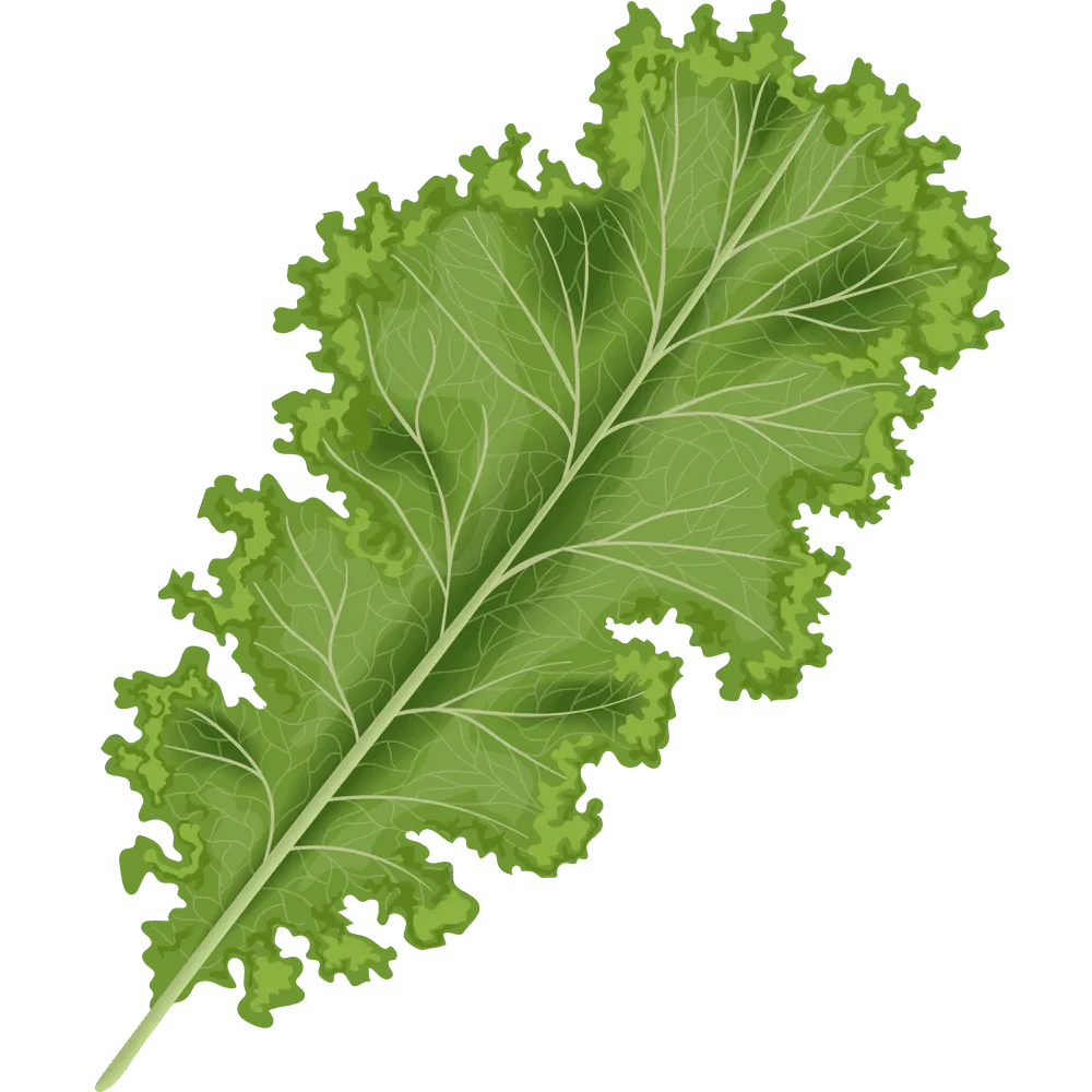 Grünkohl: Gesundes Powergemüse zum Abnehmen und für deine Ernährung