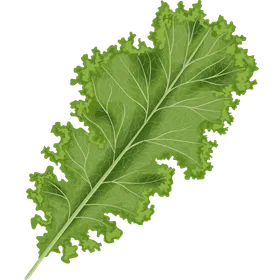 Grünkohl: Gesundes Powergemüse zum Abnehmen und für deine Ernährung