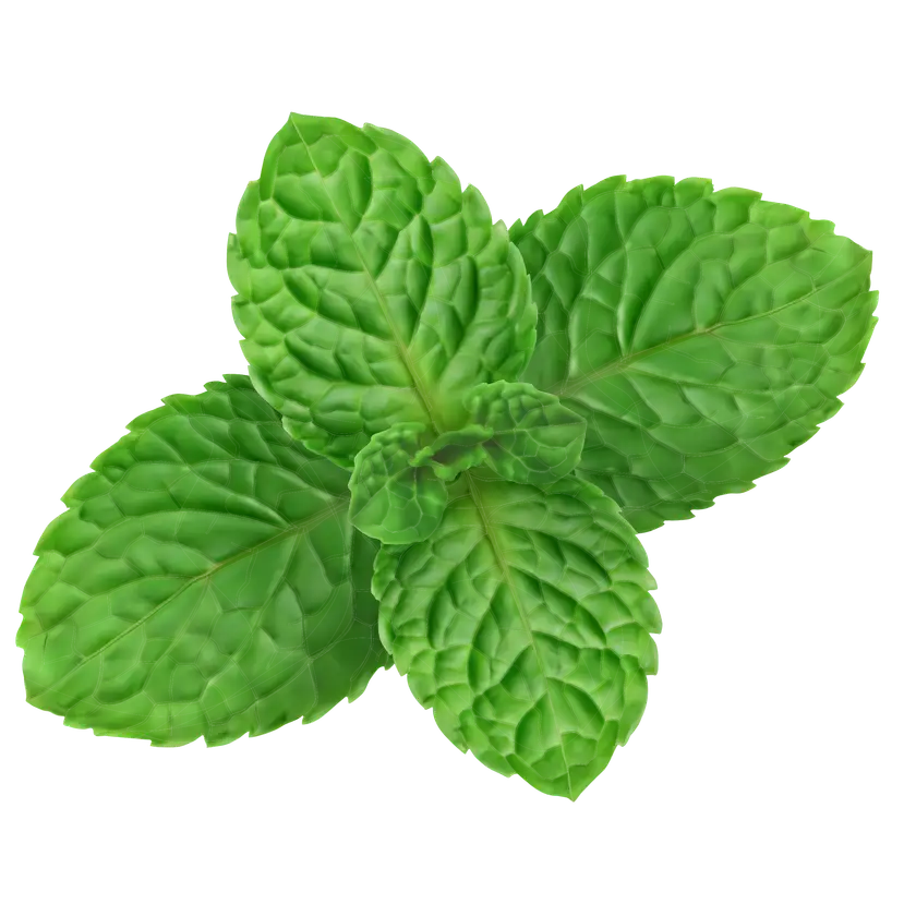 Pfefferminze: Erfrischendes Powerkraut mit beeindruckender Gesundheitswirkung