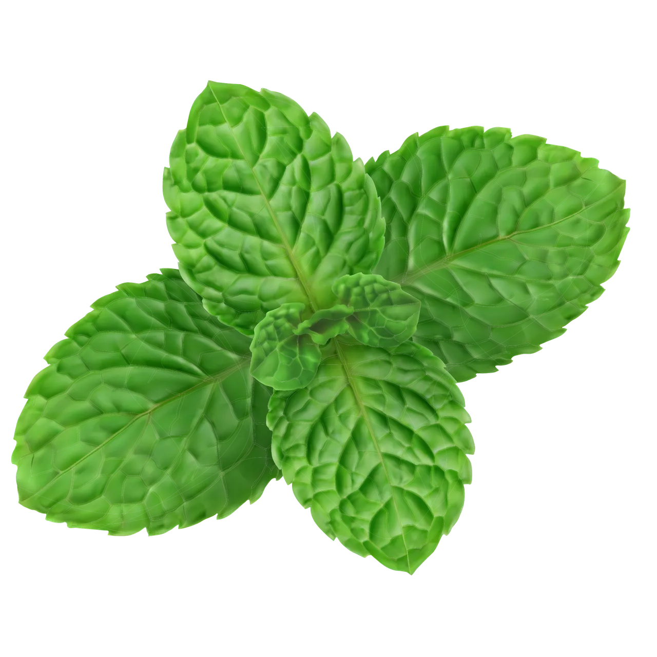 Pfefferminze: Erfrischendes Powerkraut mit beeindruckender Gesundheitswirkung