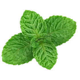 Pfefferminze: Erfrischendes Powerkraut mit beeindruckender Gesundheitswirkung