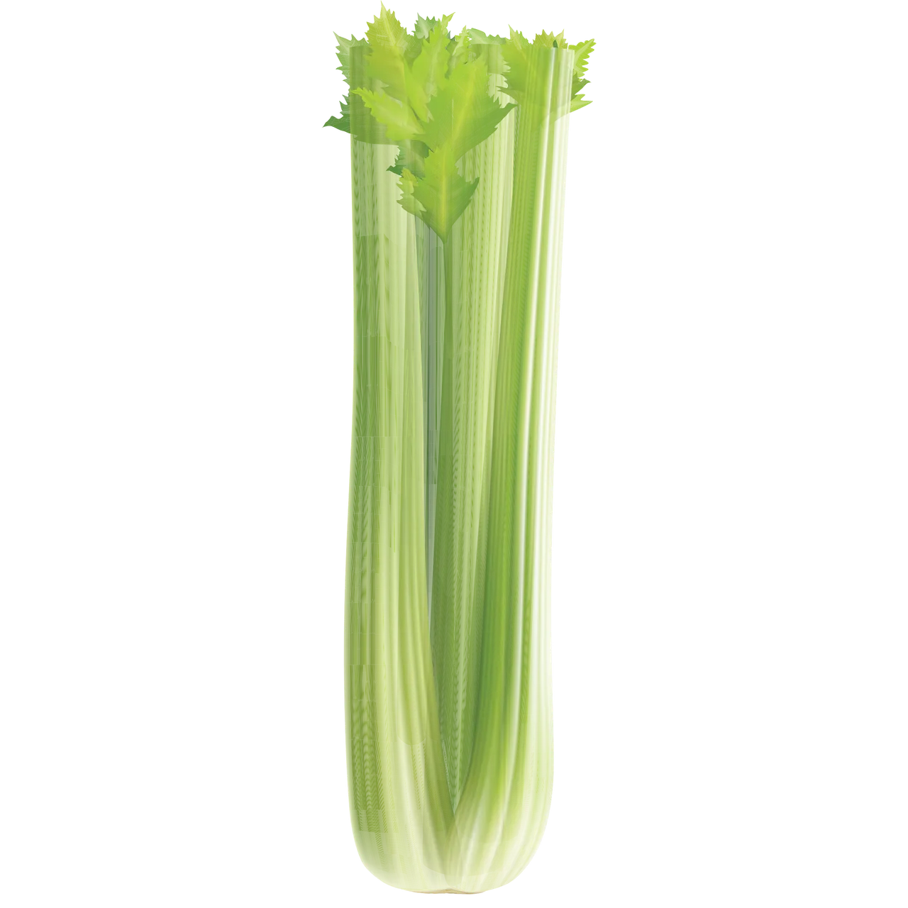 Sellerie: Das unterschätzte Powergemüse für deine Gesundheit