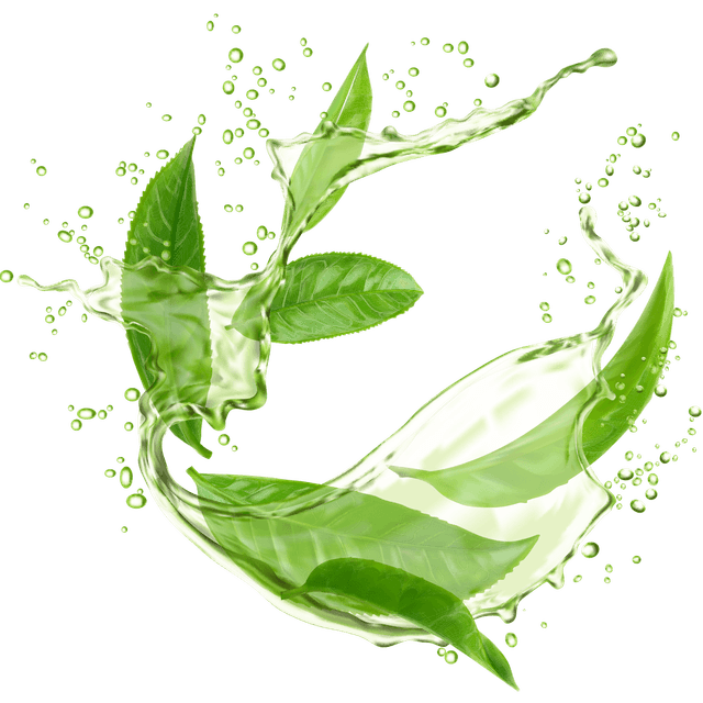 Matcha-Grüntee: Wirkung, Abnehmen und gesunde Inhaltsstoffe im Überblick