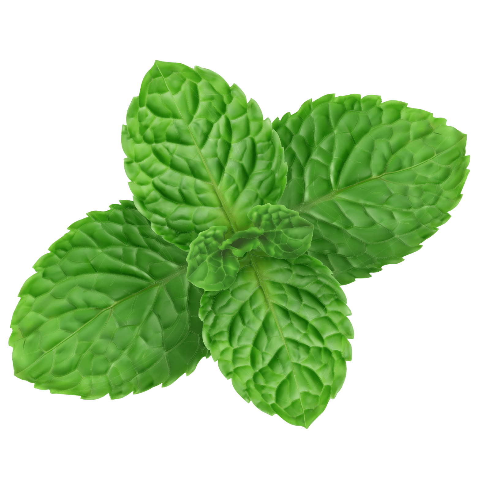 Pfefferminze: Erfrischendes Powerkraut mit beeindruckender Gesundheitswirkung